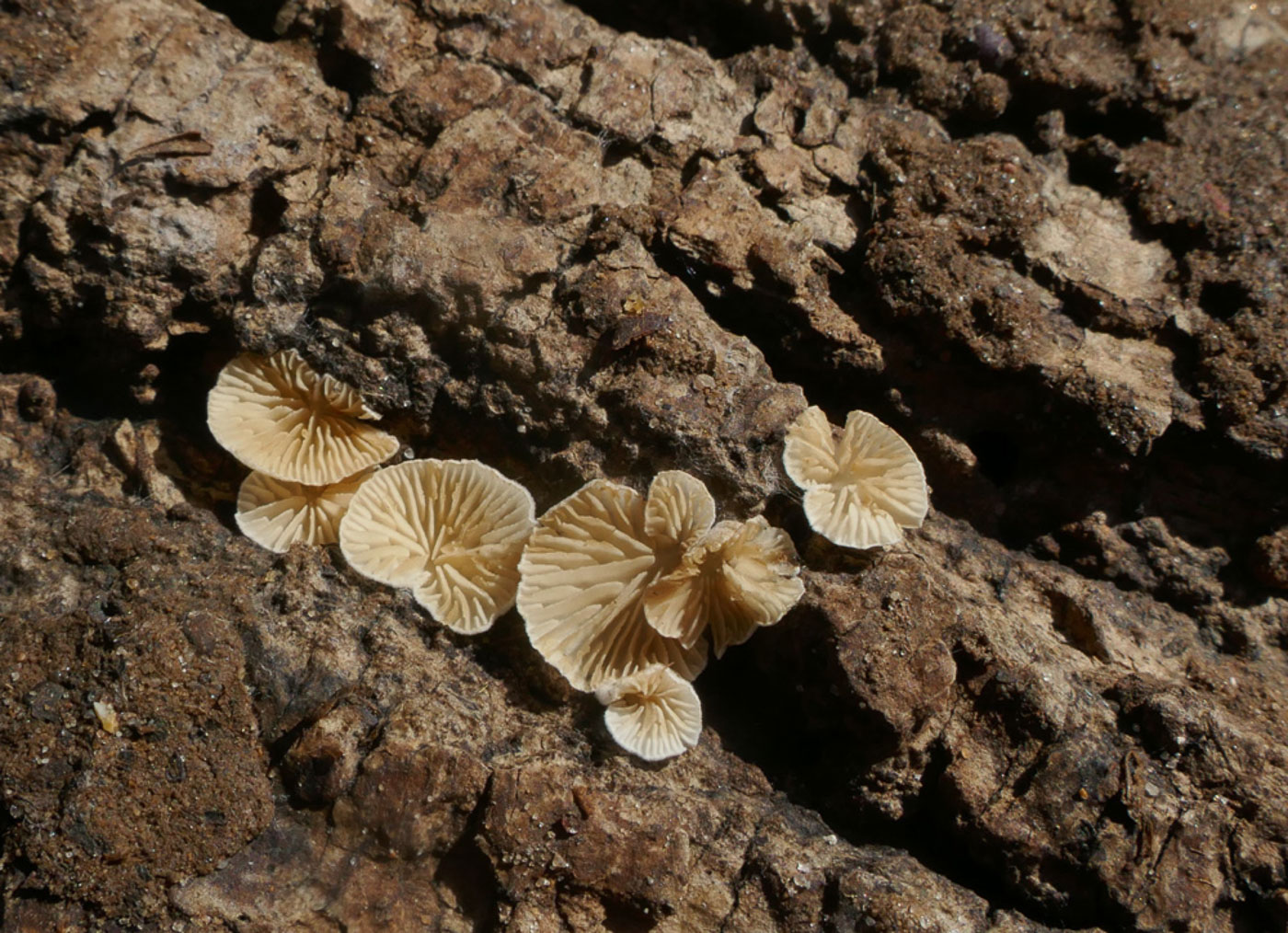 Photo © Jackie Ewan Crepidotus epibryus by Jackie Ewan